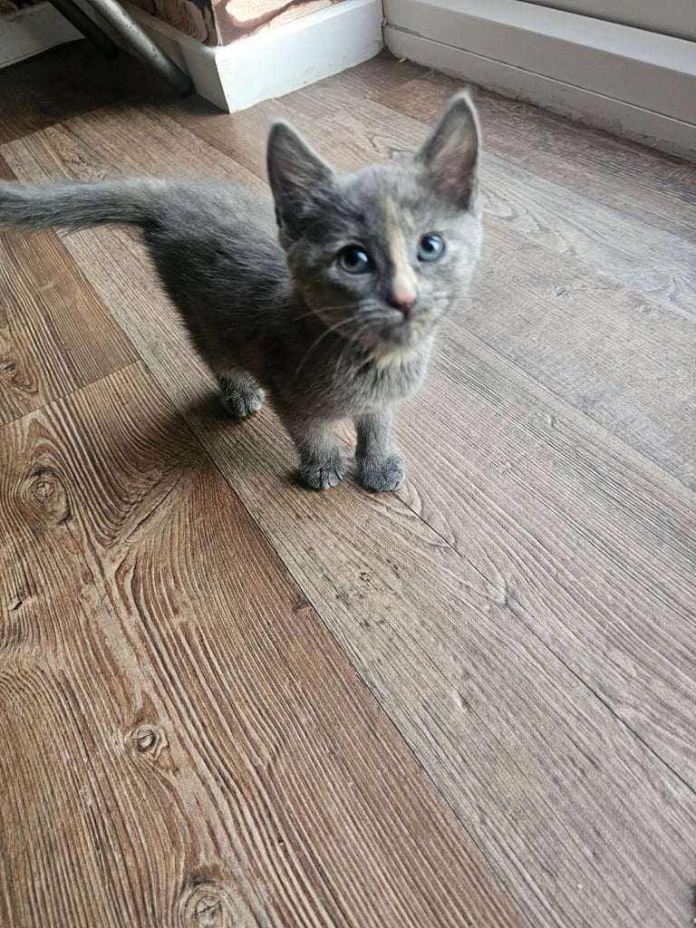 Beautiful kittens for sale