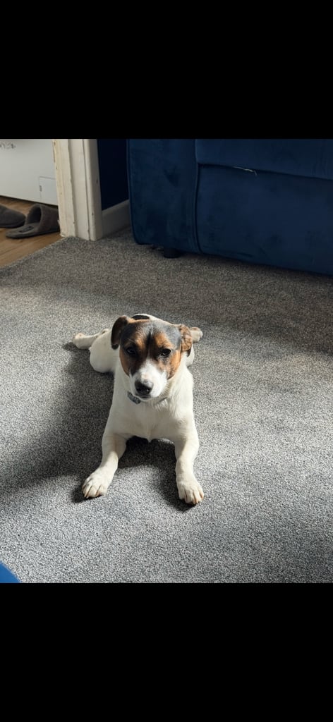 Dachshund x Jack Russel Puppies 