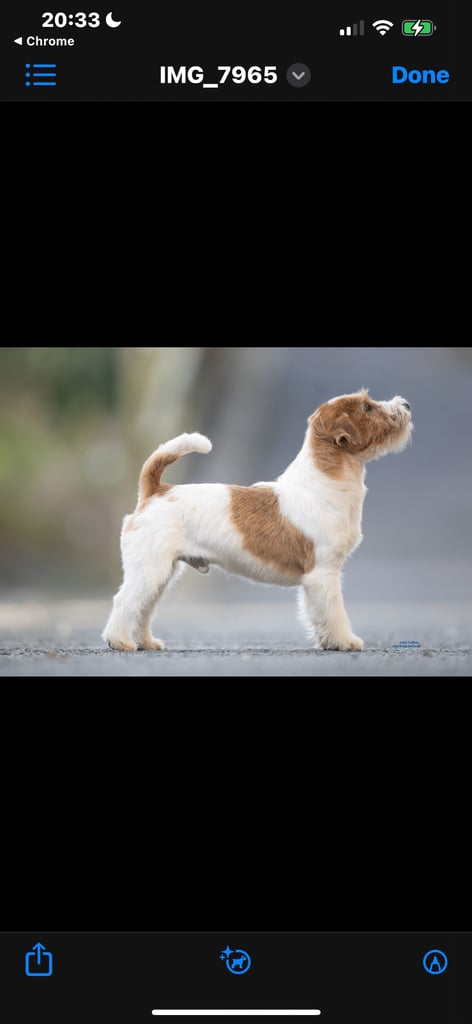 Outstanding Pedigree Jack Russell Puppies