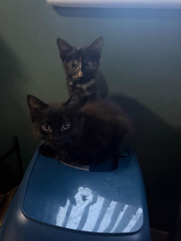 2 beautiful kittens looking for a home