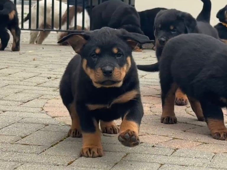 Dog Breed Rottweiler Puppies For Adoption Near Me Ireland