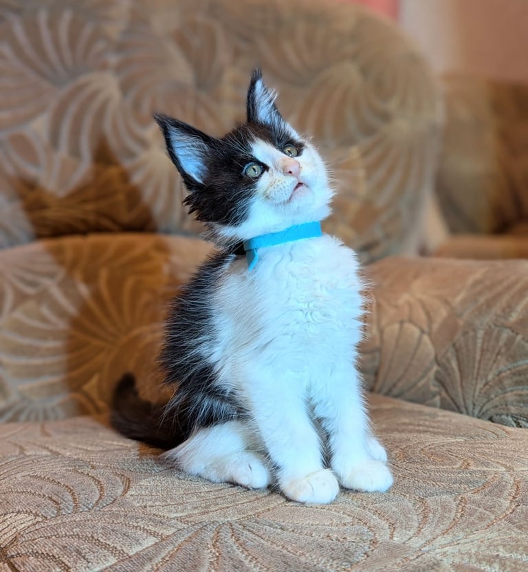 🐾 Giant GCCF Maine Coon Kitties 🐾