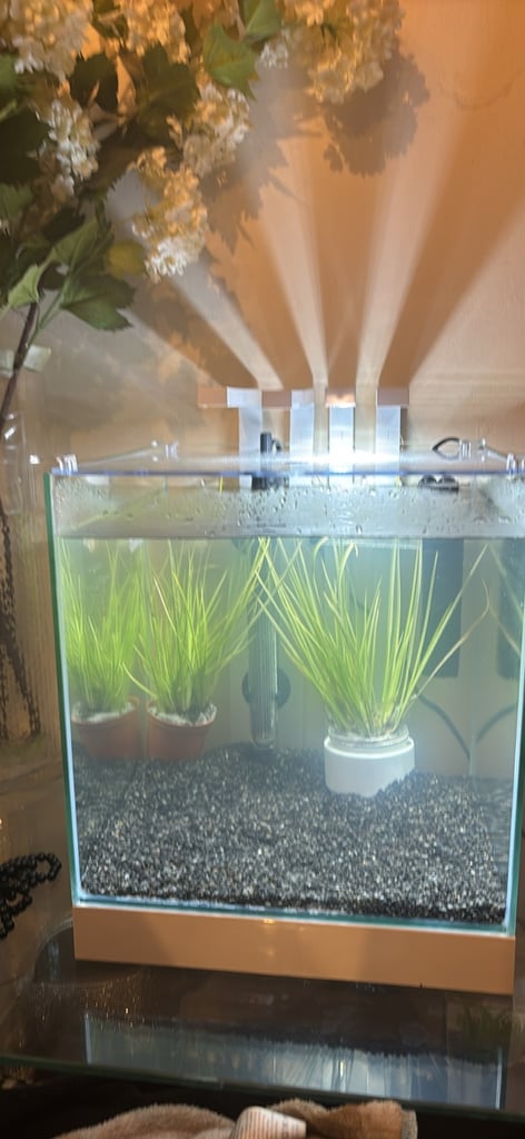 Betta fish with complete equarium 