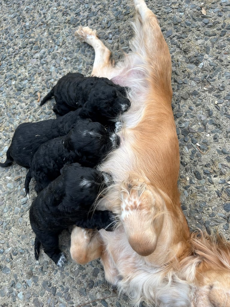 Cocker Spaniel cross pups