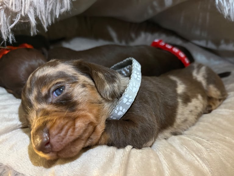 Miniature Dachshund Puppies 