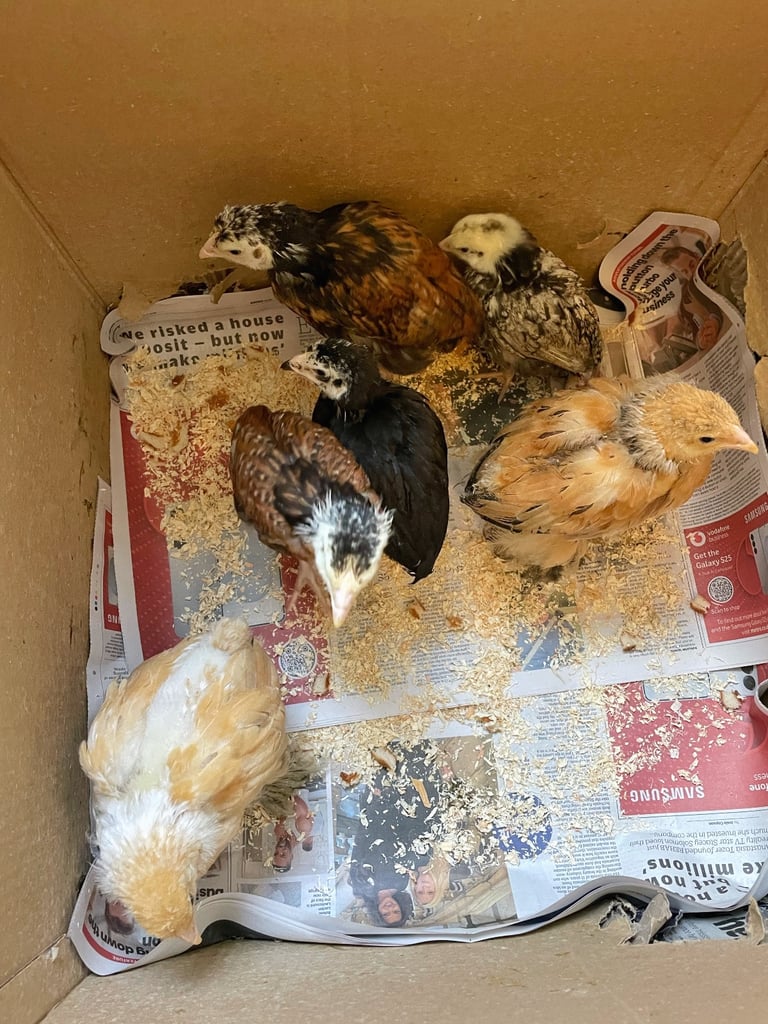 £18 each chicks or 6 for £90 altogether 