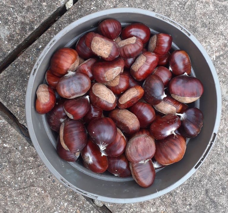 sweet chestnuts x 60 - 0.5 KG - fresh from untreated woodland - gluten free - Halloween/Bonfire 