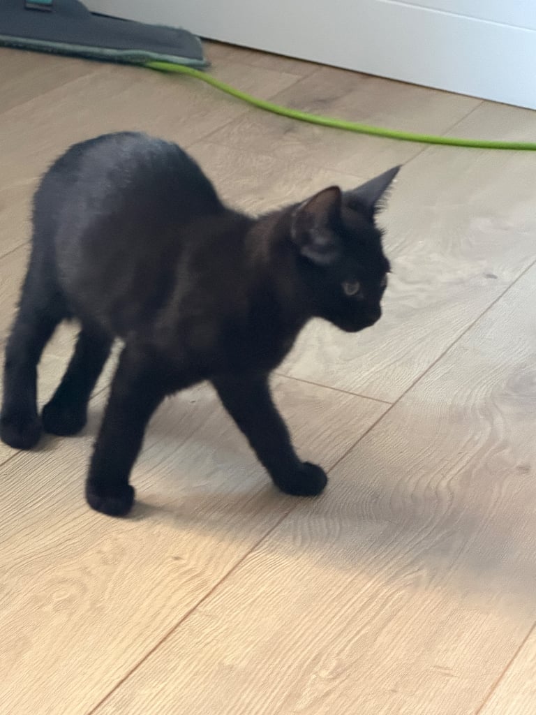 4 male 1 female kittens ready to go 