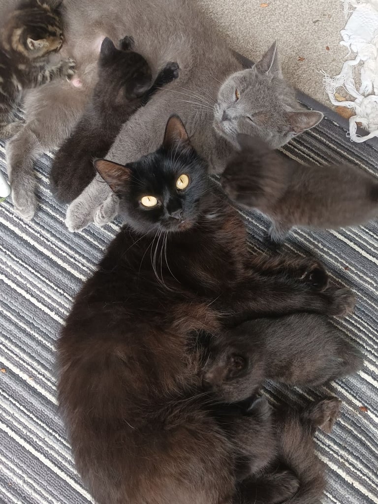 Black Fluffy Kittens... half black Persian Cross