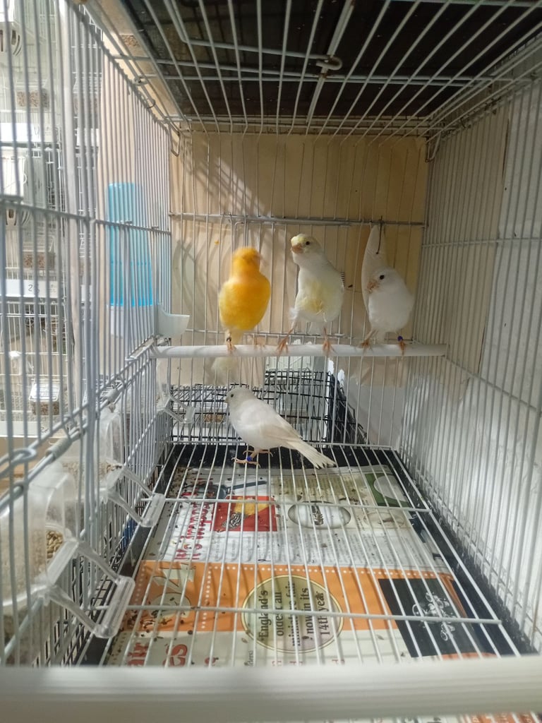 Canary 