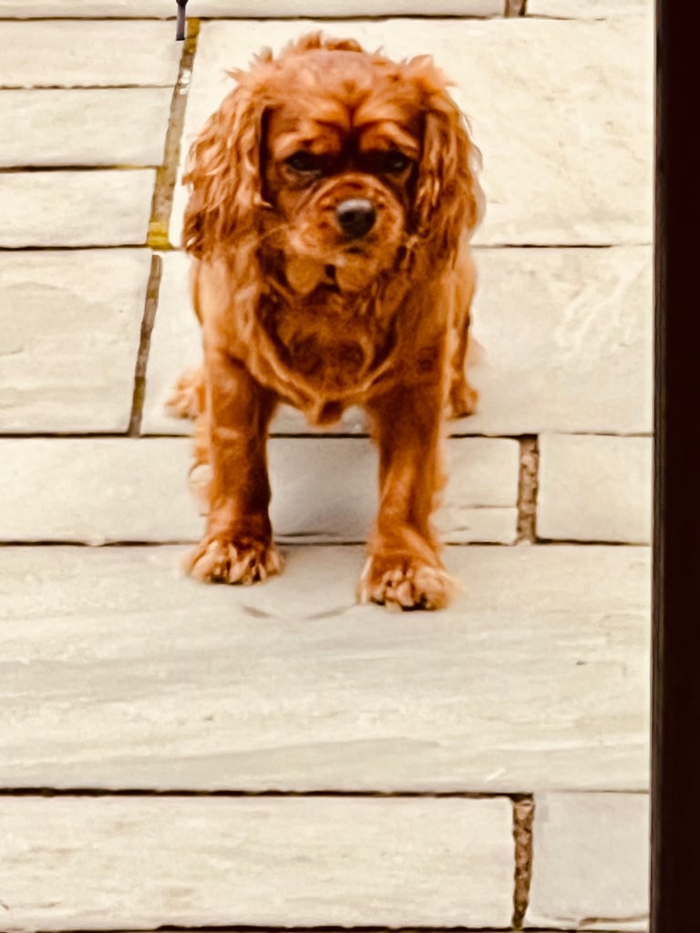 Charles Spaniels Mayfield Cavaliers Puppies For Sale Under $500 In Kentucky  Lancaster Puppies