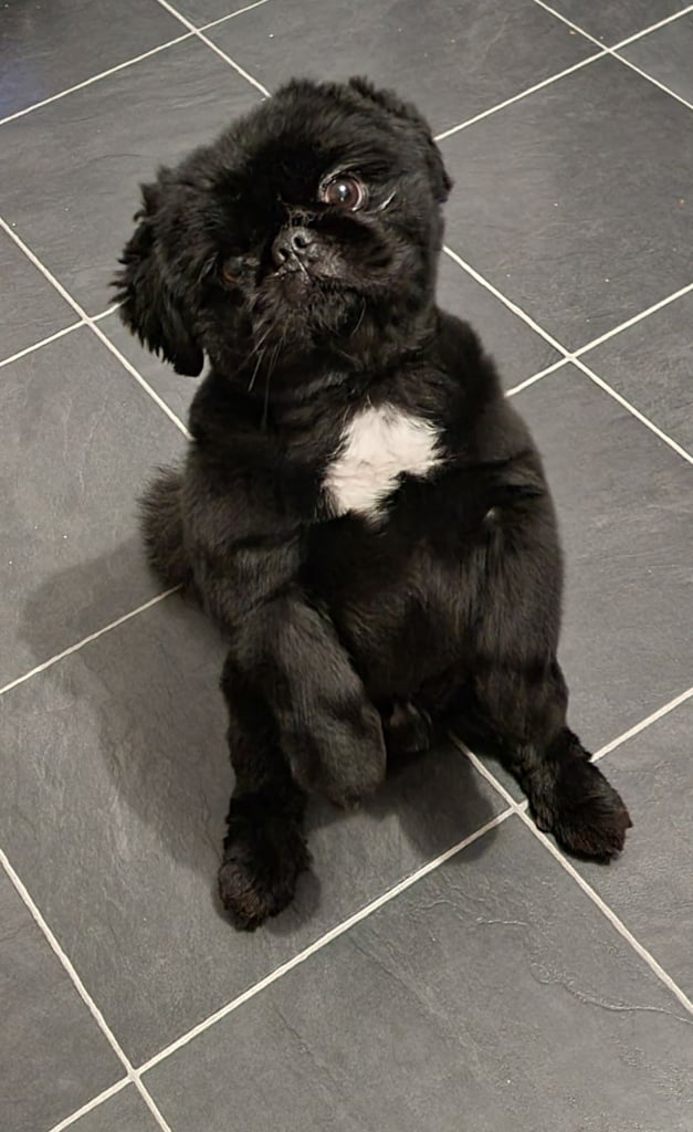Pekingnese Dog 