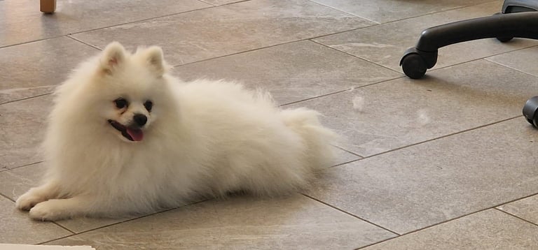 Ready Now 3 Girls. Pomeranian x shitzu health check. 1st vacination.  