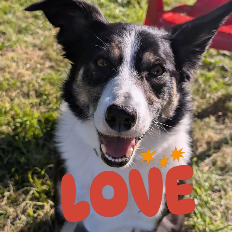 5yr old female reluctant due to ill health and personal circumstances 