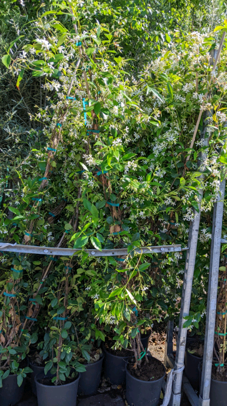 image for 6/7ft Evergreen Jasmine 🌿🌸 RRP £89.99