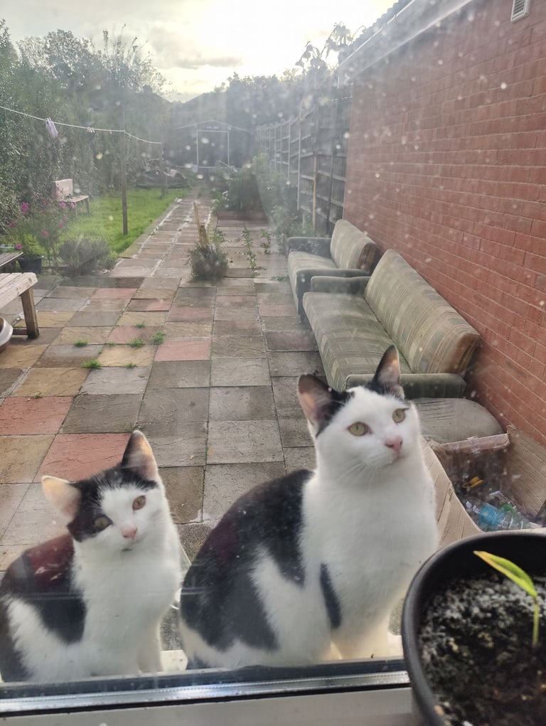 image for Kitten 