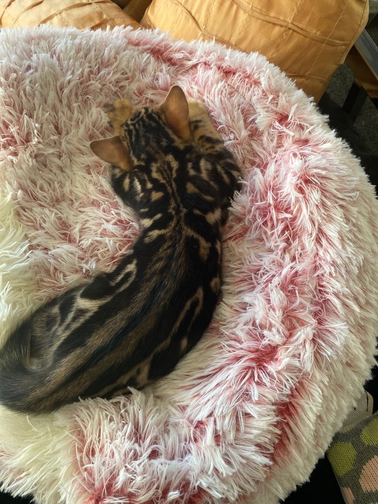 image for Bengal 1 yr old male cat