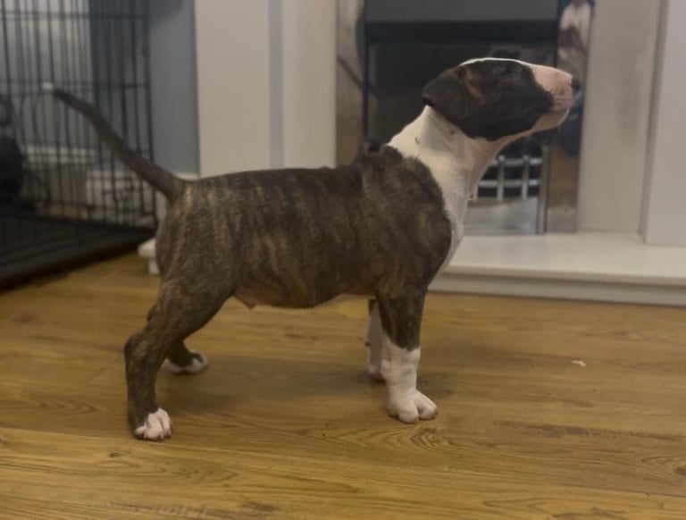 🏴󠁧󠁢󠁥󠁮󠁧󠁿 English Bull Terrier Puppies 🏴󠁧󠁢󠁥󠁮󠁧󠁿 