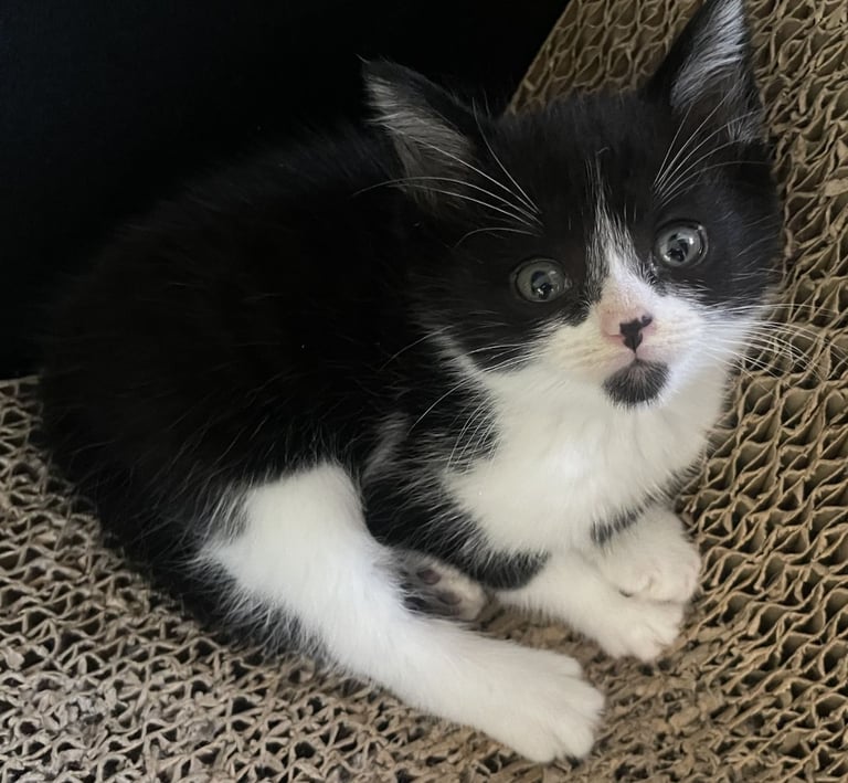 4 Sweet tempered kittens looking for loving homes