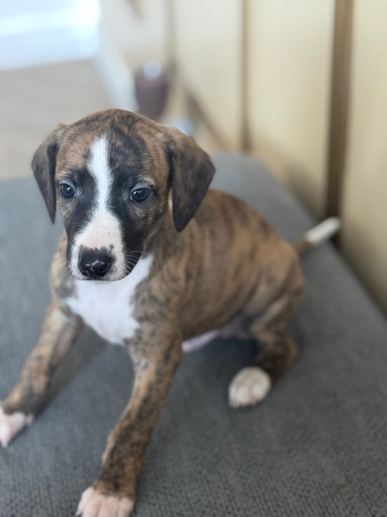 Stunning whippets 