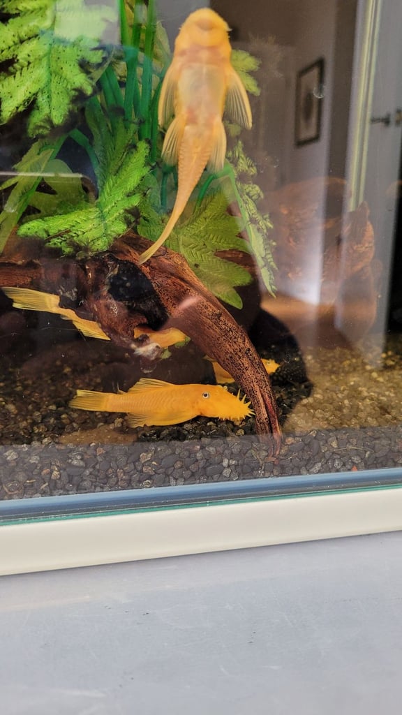 Plecos for sale