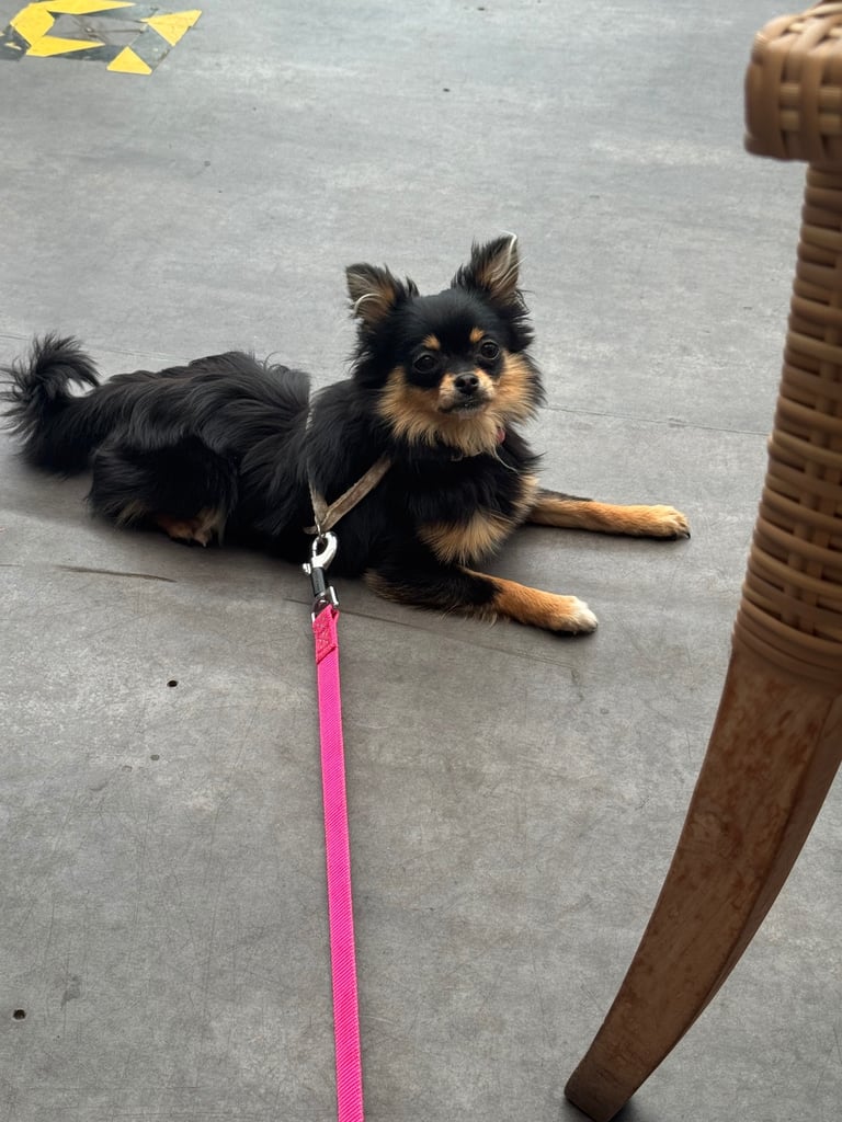 pomeranian girl 