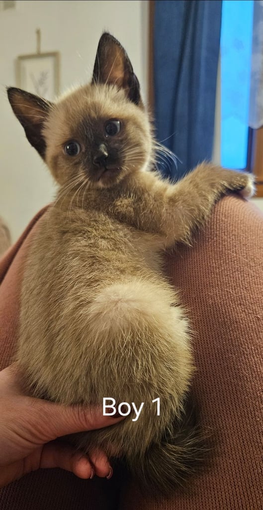Stunning blue eyed, part pedigree kittens