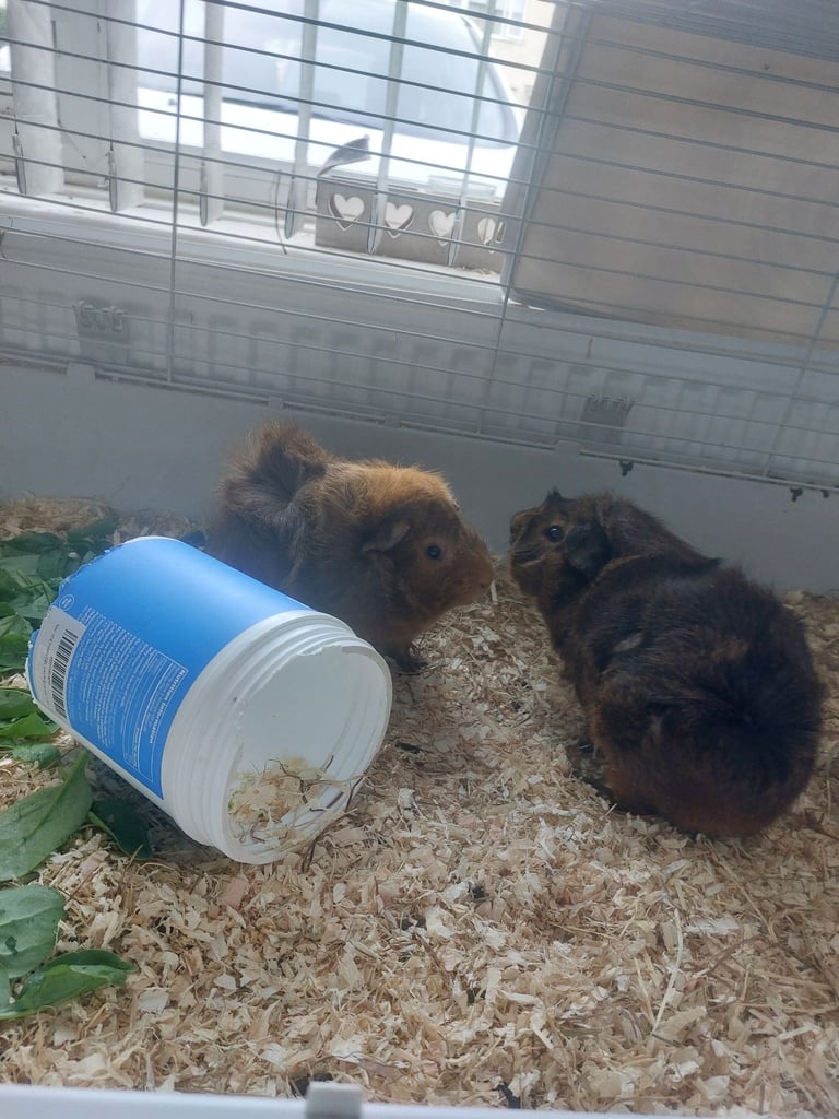 Guinea pigs