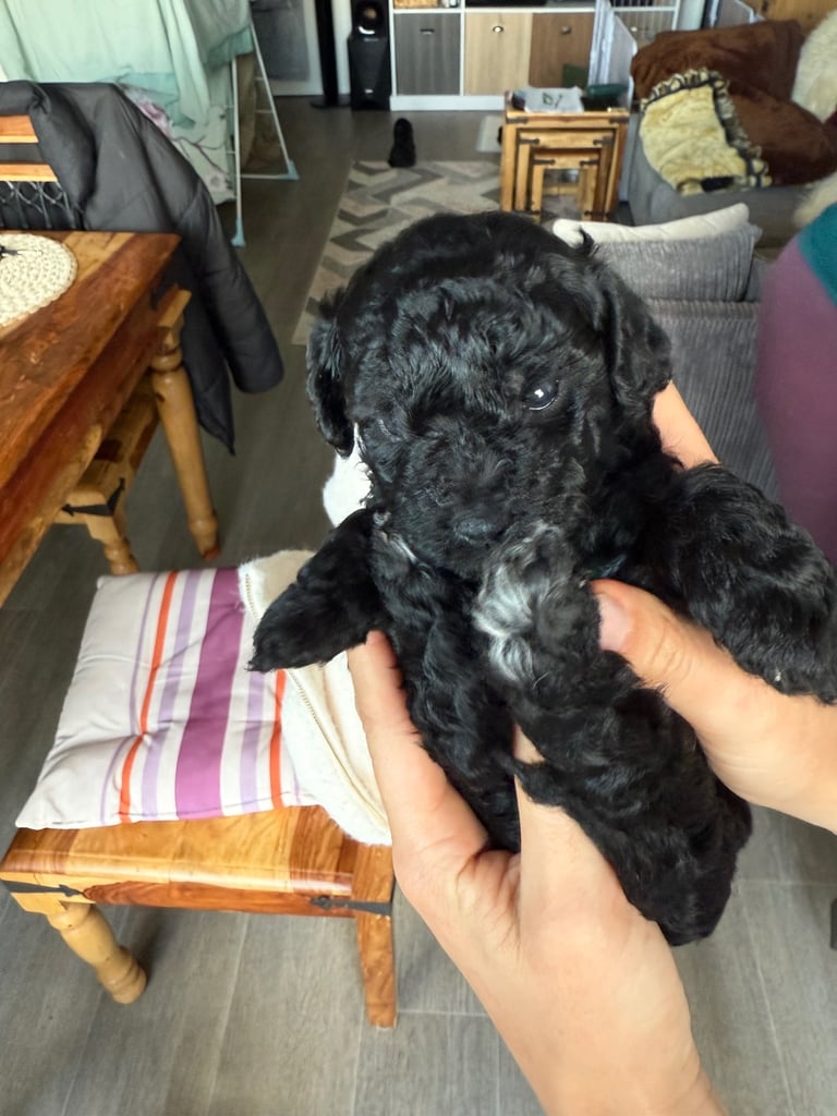 Cavapoo puppies for sale 4 weeks old