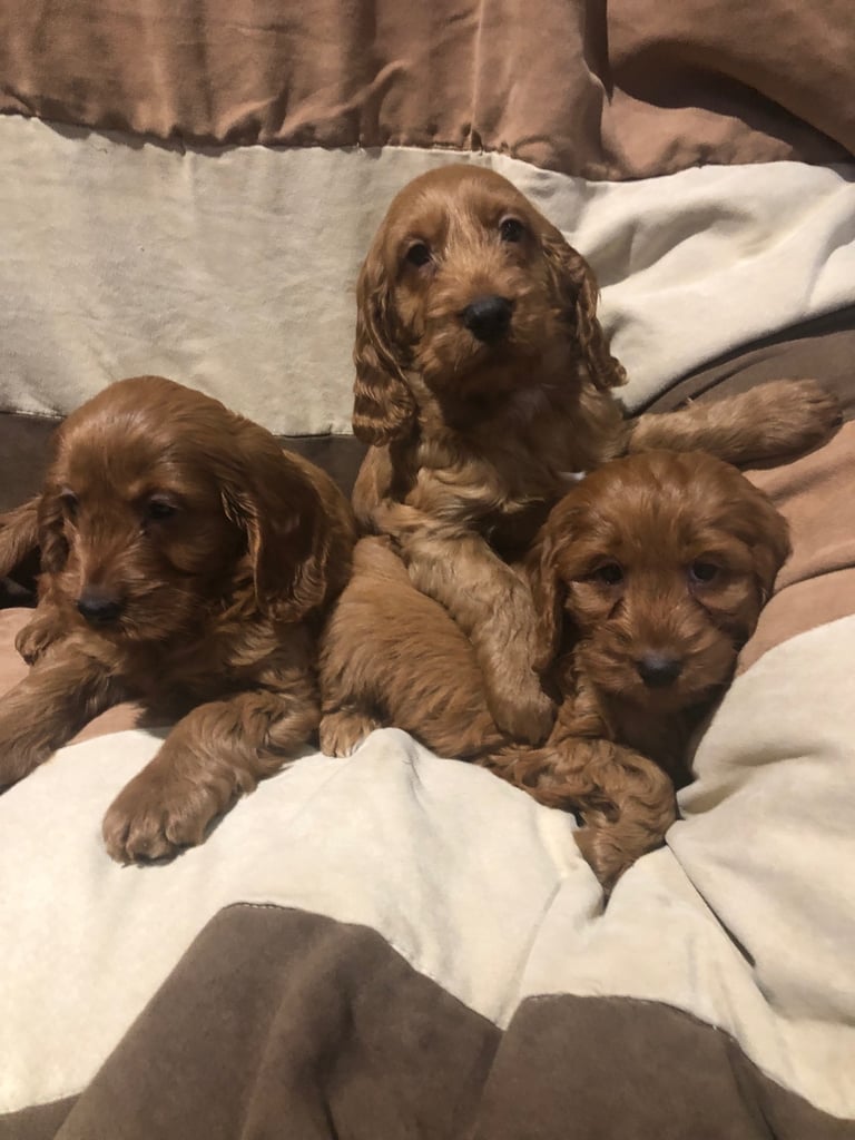 Cockapoo Puppies Fox Red