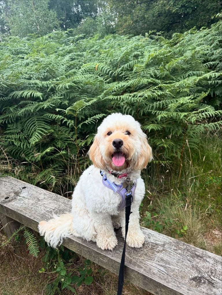 2 Year Old Female Dog 