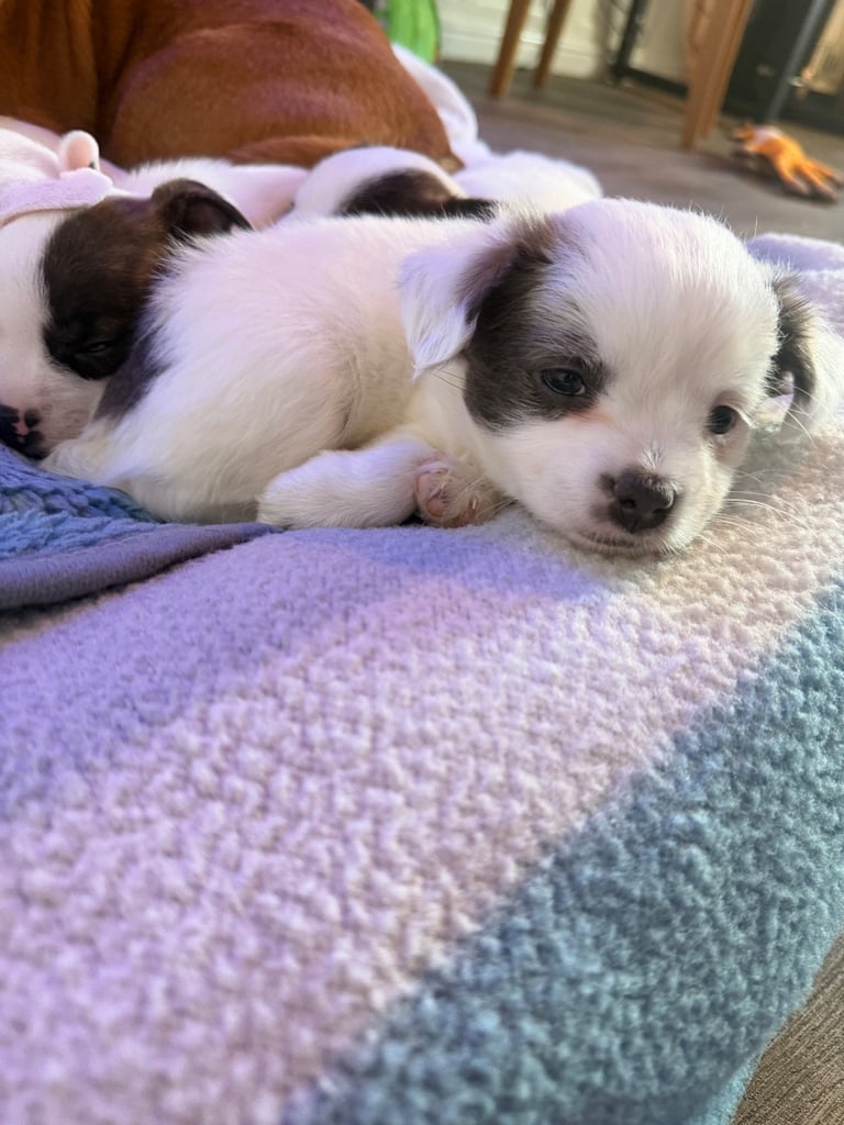 5 beautiful girl puppies