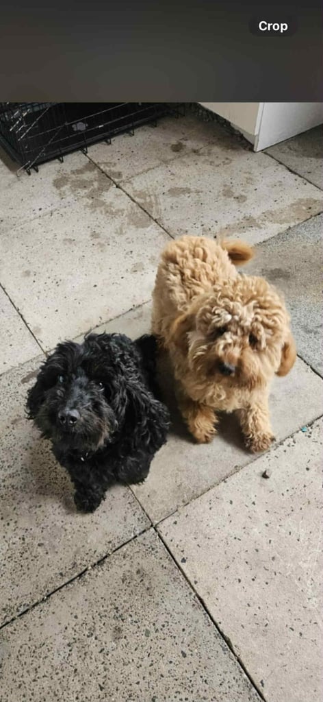 6 male F2 cockapoo puppies 