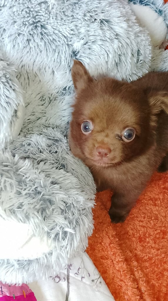 Only 2 left,,, Pure Bred long haired Chocolate Chihuahuas 