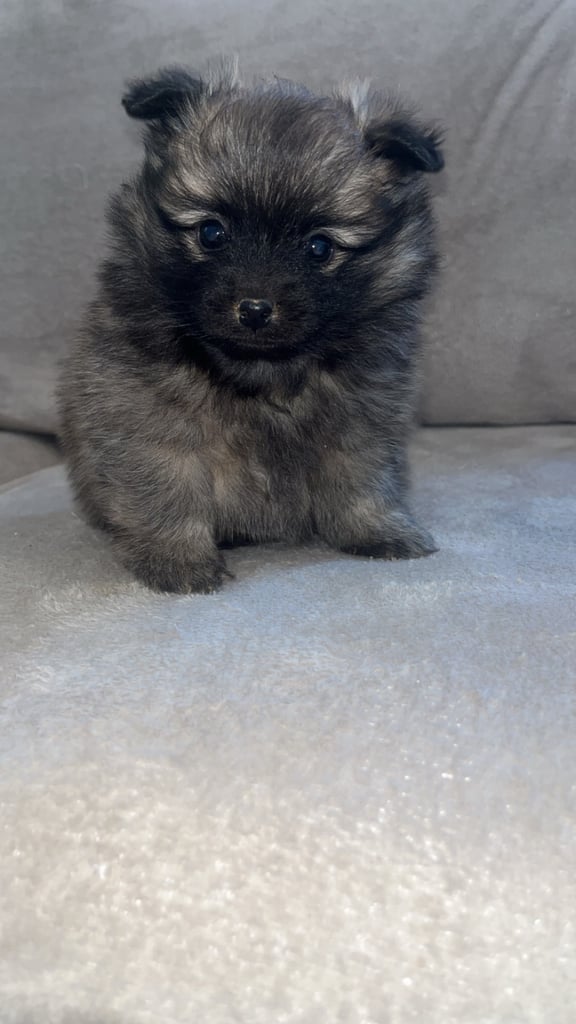 image for Pomeranian puppies