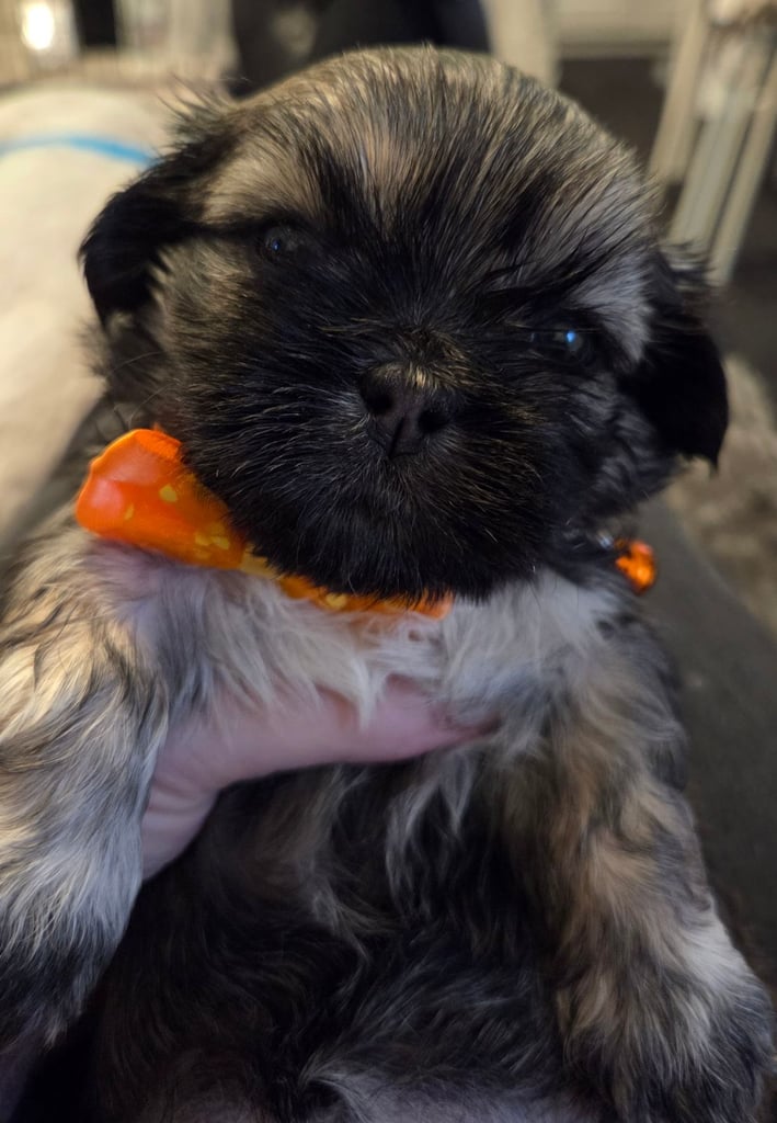 Shitz shu puppies