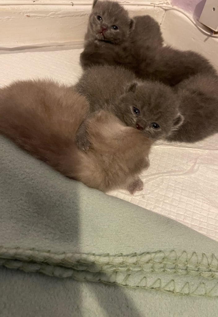 British shorthair kittens 