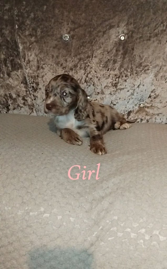 Cocker spaniel puppies 
