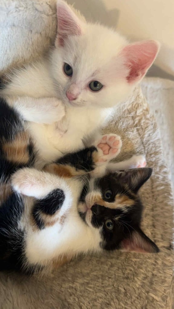 Beautiful kittens