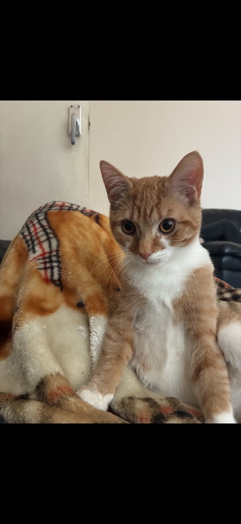 6 month old kitten for sale 