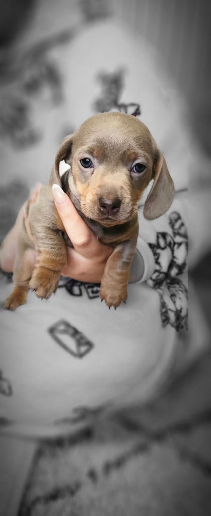 Dashhound puppies 
