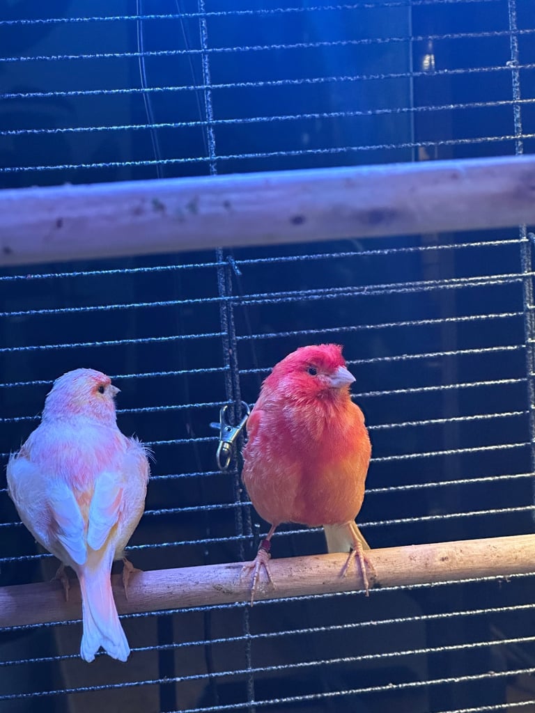 image for Red factor canary 