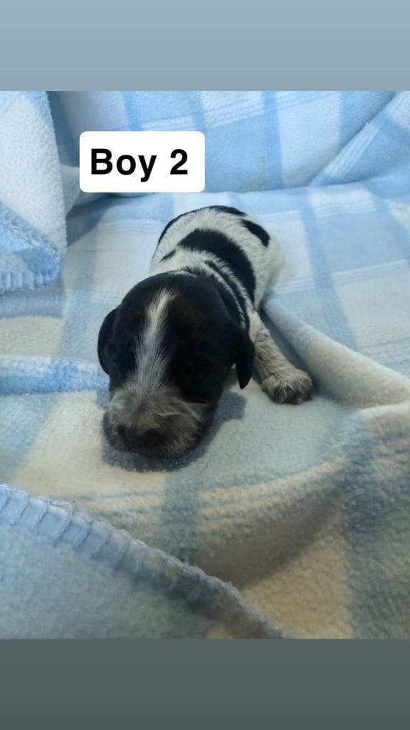 Pure cocker puppies 1 bitch left and 2 dogs left
