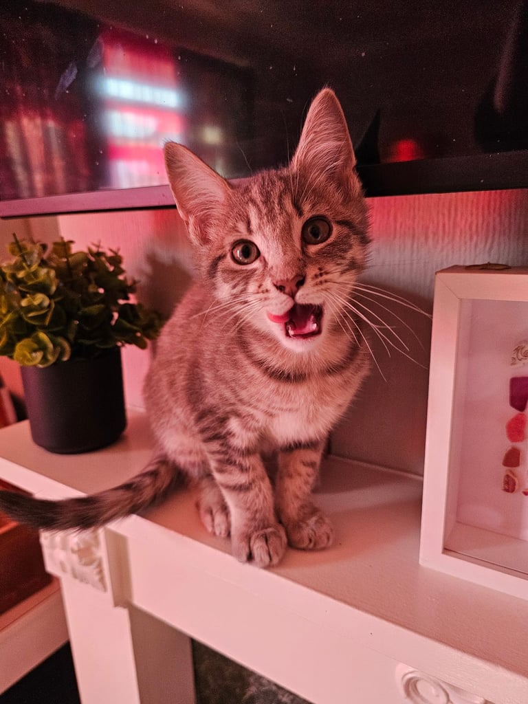 Kittens 