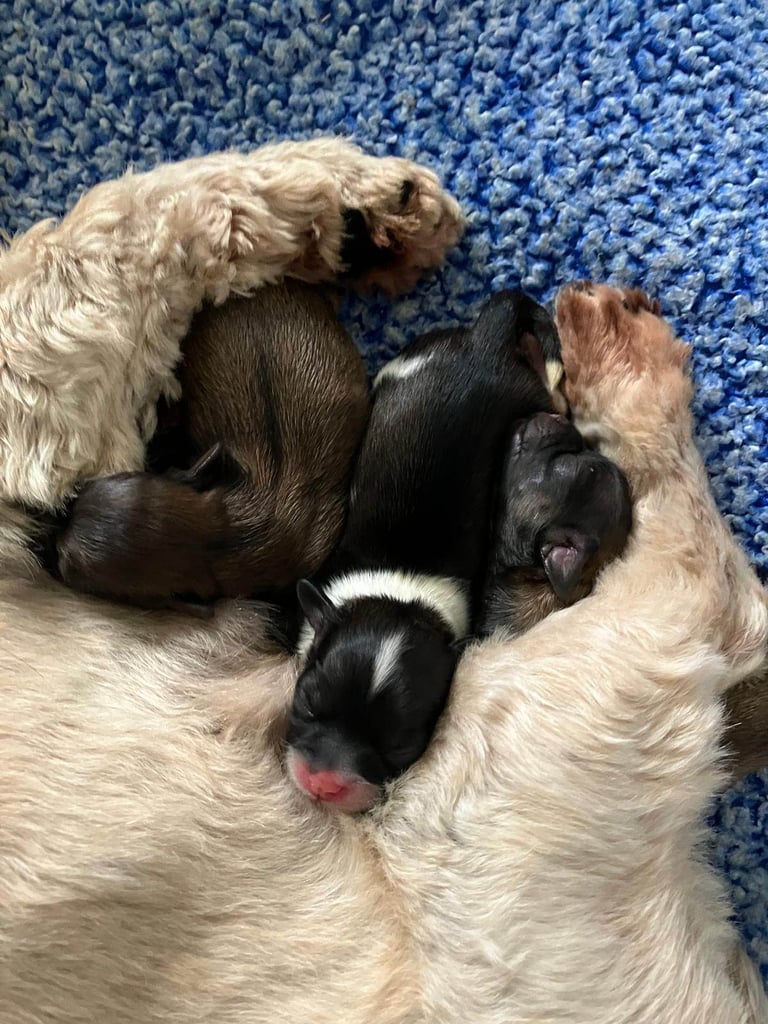 Beautiful pure Shih Tzu puppies 3 girls 3 boys