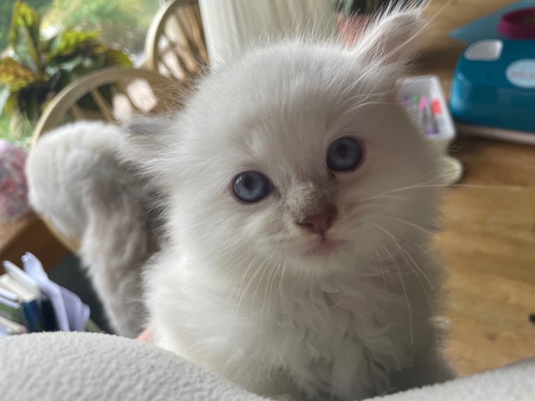 Ragdoll kittens for sale 4 boys left 