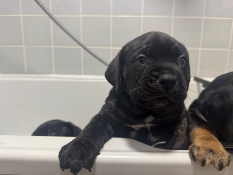 Cane corso boy 