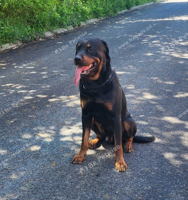 image for Rottweiler male