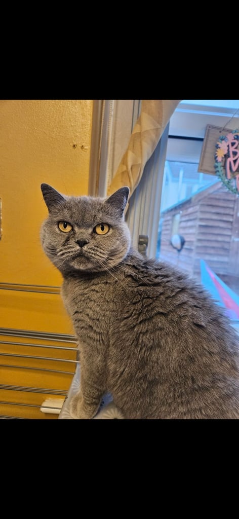 British short hair cats