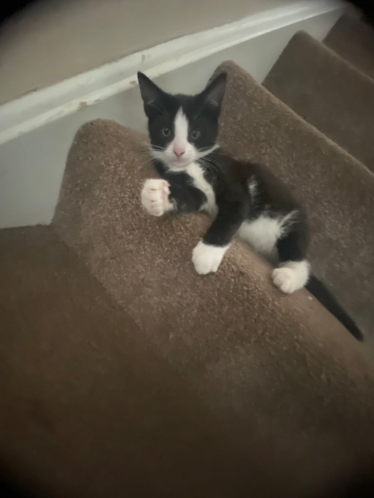 Beautiful mix breed kittens 